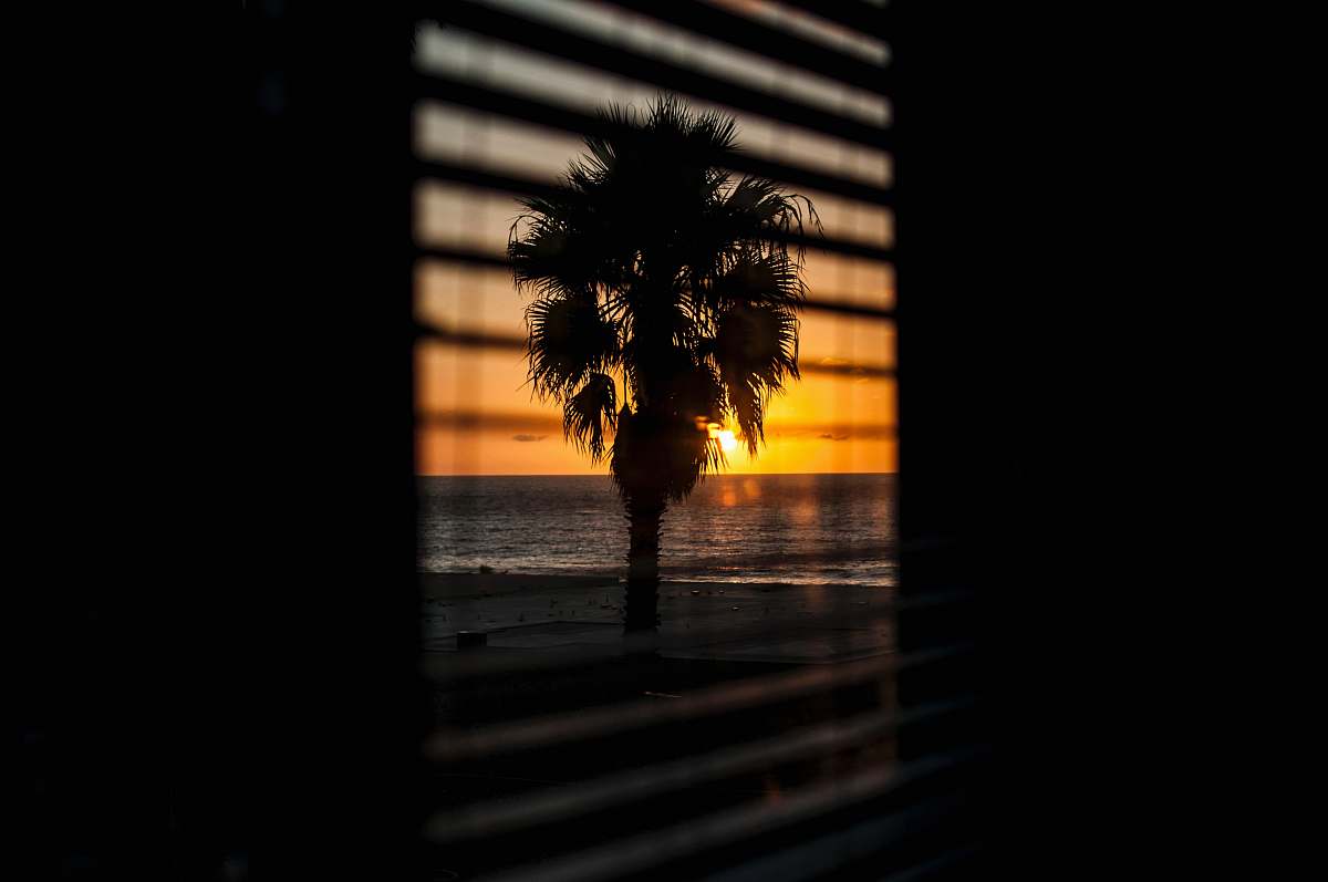 palm tree window with the view of silhouette of palm tree during orange sunset tree